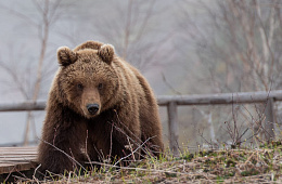 Медведям нужна тишина. В Кроноцком заповеднике ограничены вертолётные экскурсии