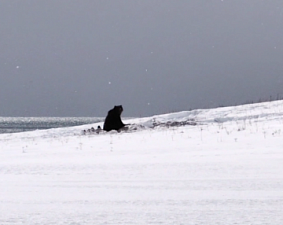 На юге Камчатки вышел из берлоги первый медведь