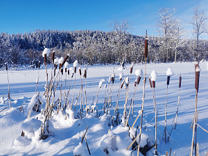 «Зимняя сказка» очаровала более 120 туристов: популярный снегоходный маршрут в Кроноцком заповеднике завершил работу. Фото 1